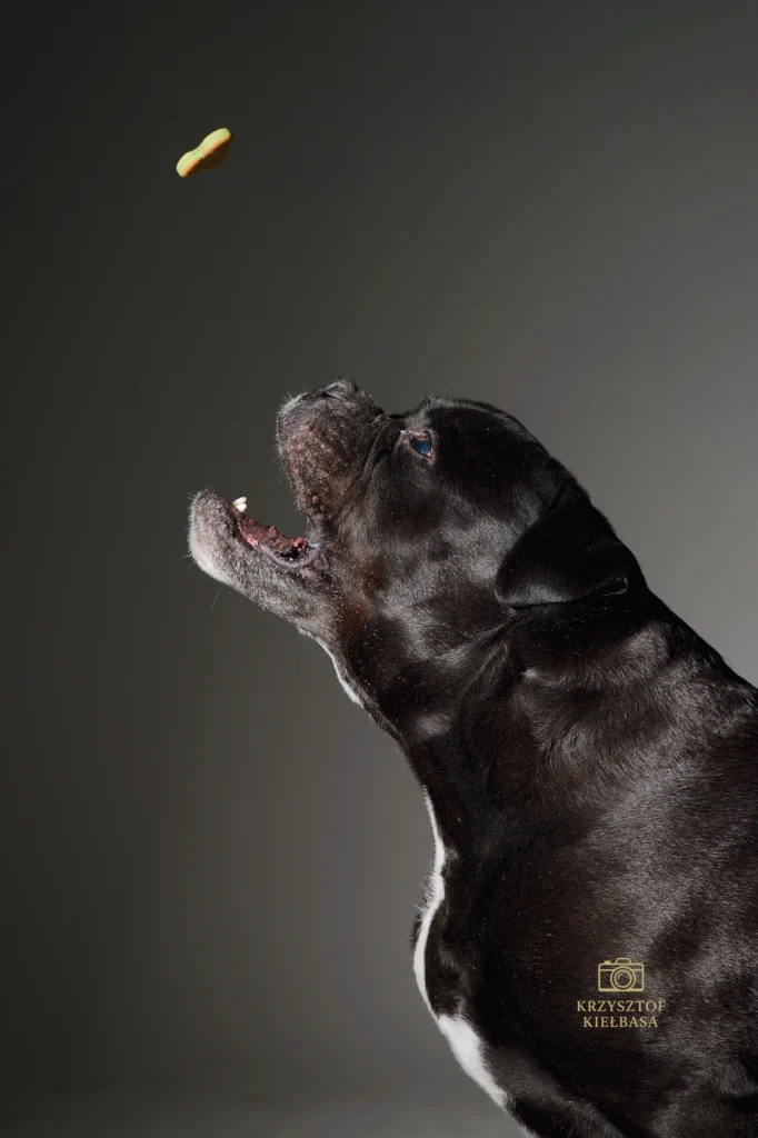 Sesja w studio Geleen Devil