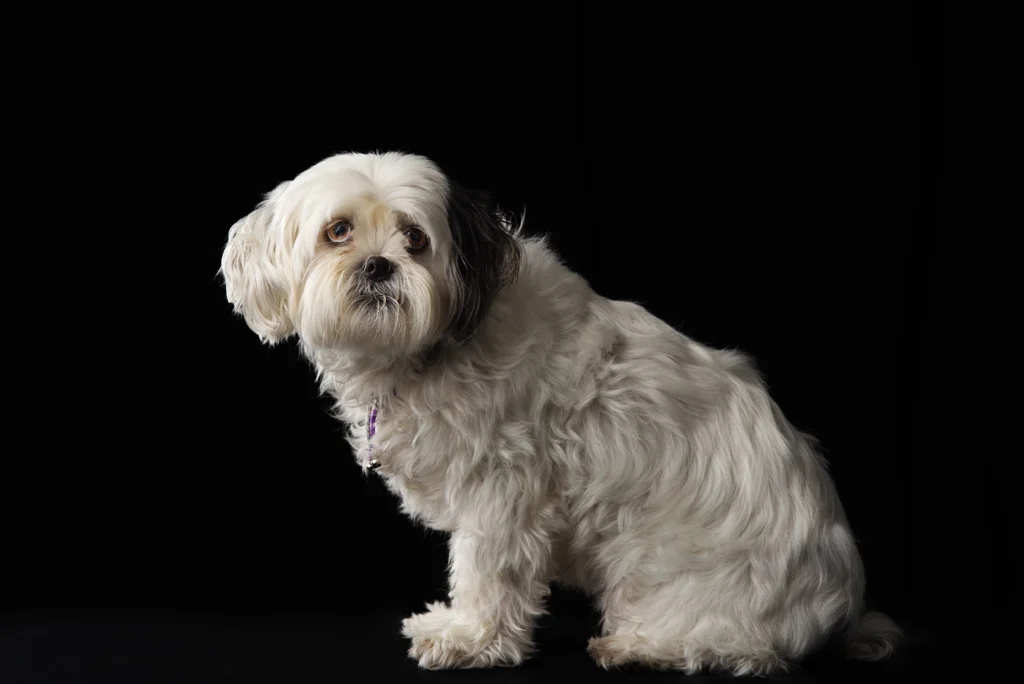 Polski fotograf Sesja zdjęciowa w studio Geleen