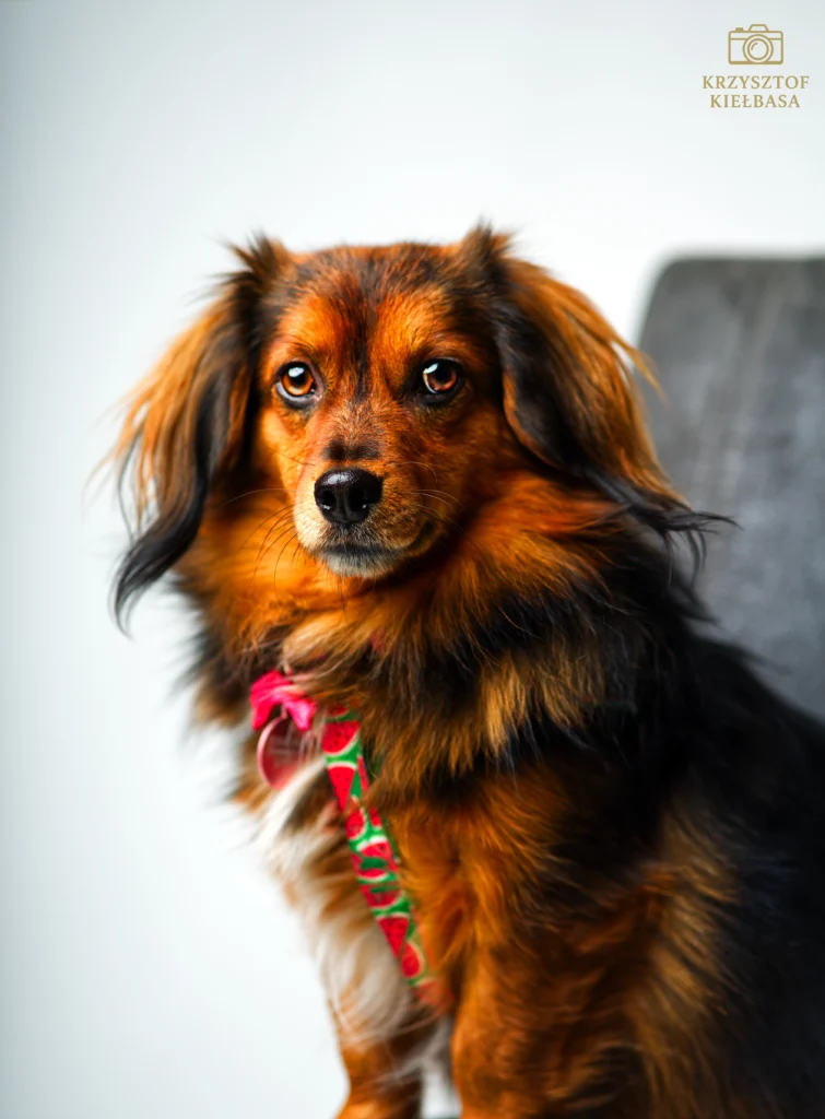 fotografia pupili wykonana podczas naturalnej sesji zdjęciowej