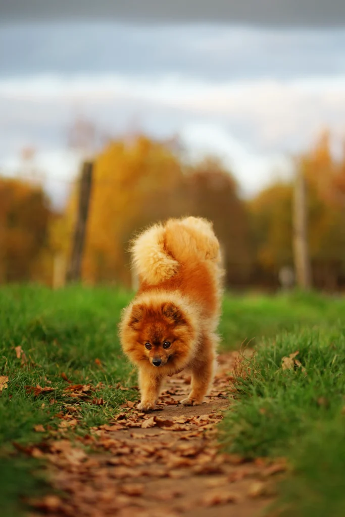 fotografia pupili wykonana podczas naturalnej sesji zdjęciowej