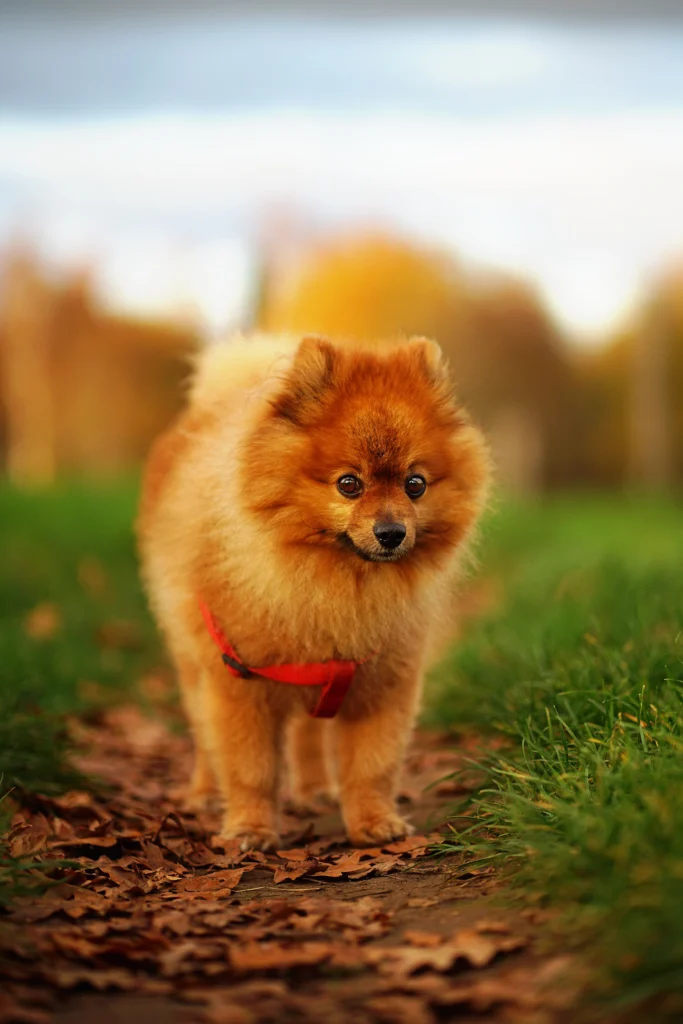 TINO pies sesja plenerowa 2025 polski fotograf NL